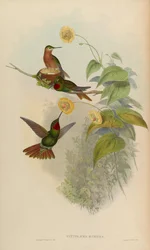 Clytolaema rubinea = Clytolaema rubricuda